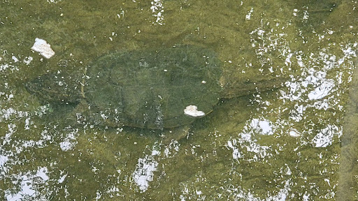 Park «Bronx River Park», reviews and photos, 2 Bronx River Pkwy, Scarsdale, NY 10583, USA