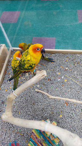 Pet Store «Petland Lewis Center», reviews and photos, 86 Meadow Park Ave, Lewis Center, OH 43035, USA