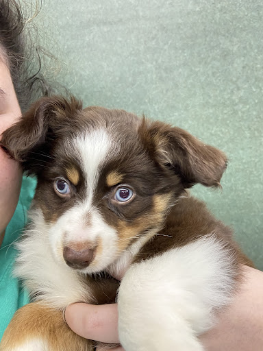 Pet Store «Petland Montgomery», reviews and photos, 7127 Eastchase Pkwy, Montgomery, AL 36117, USA