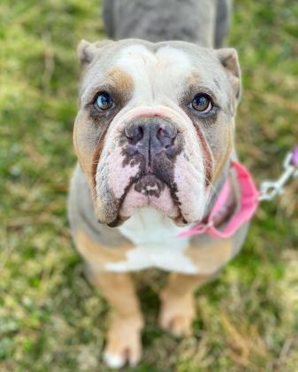 Subaru Dealer «Brilliance Subaru», reviews and photos, 1500 N Randall Rd, Elgin, IL 60123, USA