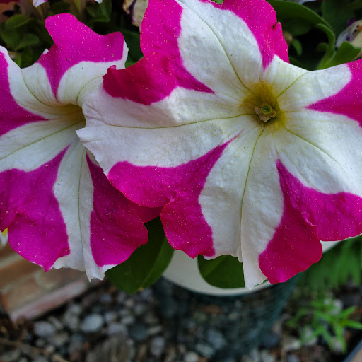 Home Improvement Store «The Home Depot», reviews and photos, 20777 Hall Rd, Macomb, MI 48044, USA