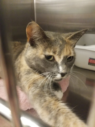 Pet Supply Store «PetSmart», reviews and photos, 11945 Central Ave, Chino, CA 91710, USA