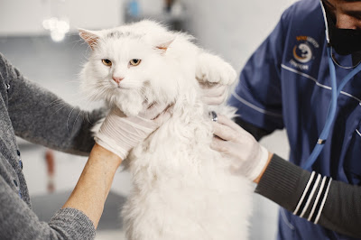 AVNA France Animal Vet Nurse Academy à Paris