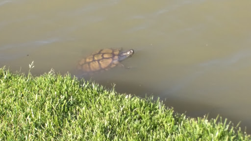 Golf Club «Augusta Ranch Golf Club», reviews and photos, 2401 S Lansing, Mesa, AZ 85209, USA