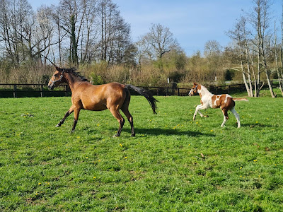 Elevage d'Auville à Moon-sur-Elle