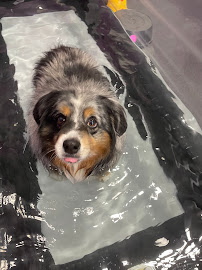 Sit Stay Swim - Photo 9 - Car repair in Lacey, WA, Olympia