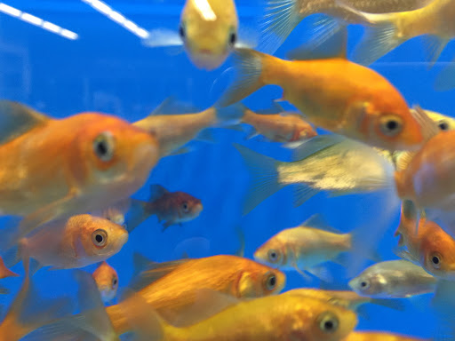 Pet Supply Store «Petco Animal Supplies», reviews and photos, 2001 15th Ave W b, Seattle, WA 98119, USA