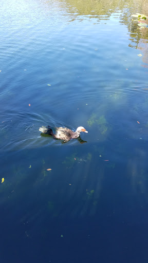 Park «Lake Lily Park», reviews and photos, 900 S Orlando Ave, Maitland, FL 32751, USA