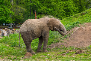 Photo n°6 de Wow Safari Thoiry à Thoiry ()