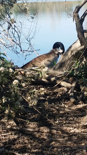 Golf Course «Balboa Golf Course», reviews and photos, 16821 Burbank Blvd, Encino, CA 91436, USA