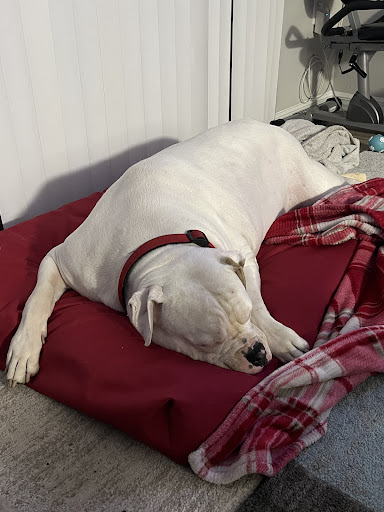 Pet Supply Store «PetSmart», reviews and photos, 2255 Pine Ridge Rd, Naples, FL 34109, USA