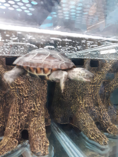 Pet Supply Store «Petco Animal Supplies», reviews and photos, 175 Grandview Blvd #600, Madison, MS 39110, USA