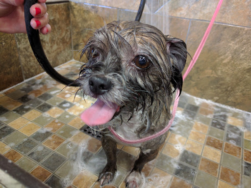 Pet Store «Pet Valu», reviews and photos, 2360 Lakewood Rd, Toms River, NJ 08755, USA