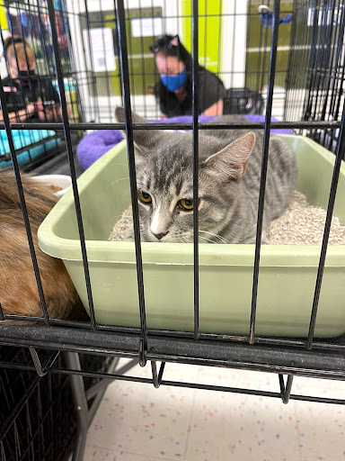 Petco image