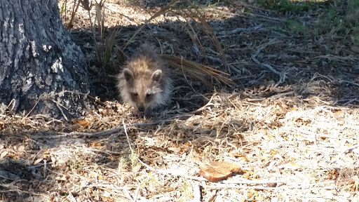 Golf Course «The Tides Golf Club», reviews and photos, 11832 66th Ave N, Seminole, FL 33772, USA