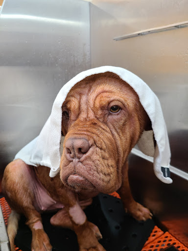 Pet Supply Store «PetPeople», reviews and photos, 3330 Washtenaw Ave, Ann Arbor, MI 48104, USA