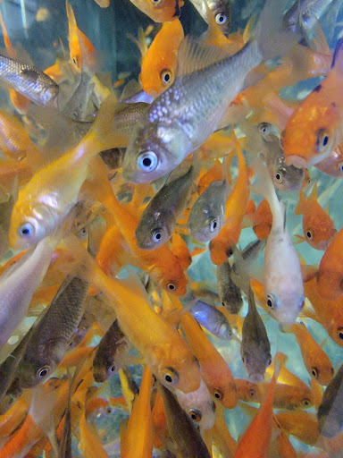 Pet Supply Store «Petco Animal Supplies», reviews and photos, 806 W Paradise Dr, West Bend, WI 53095, USA