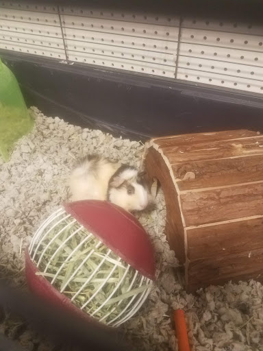 Pet Supply Store «PetSmart», reviews and photos, 777 S Willow St, Manchester, NH 03103, USA