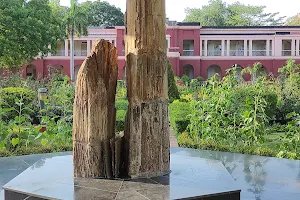 Petrified Wood image