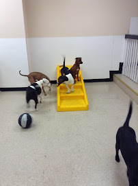 Palisades Pups - Photo 1 - Car repair in Jersey City, NJ, Newark