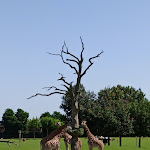 Photo n° 6 de l'avis de Marjo.v fait le 24/07/2021 à 12:28 pour Zoo de La Boissière du Doré à La Boissière-du-Doré