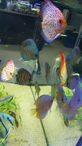 Tropical Fish Store «The Premium Aquarium», reviews and photos, 1875 25th St SE, Salem, OR 97302, USA