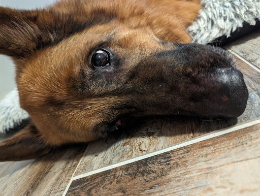 Pine Street Kamp K-9 Pet Resort and Day Spa