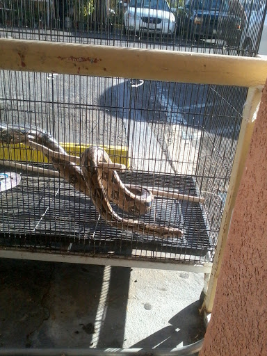 Pet Store «Pet Source 1901», reviews and photos, 1901 W 8th St B, Los Angeles, CA 90057, USA