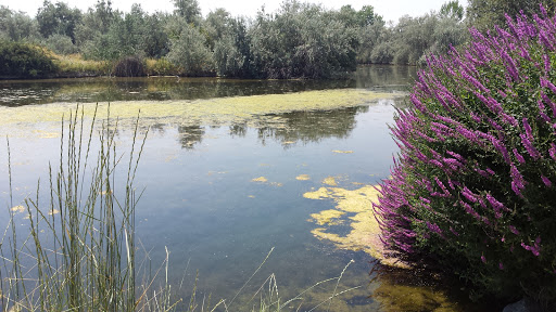 Nature Preserve «Wilson Springs Ponds», reviews and photos, 3209-3507 S Powerline Rd, Nampa, ID 83686, USA