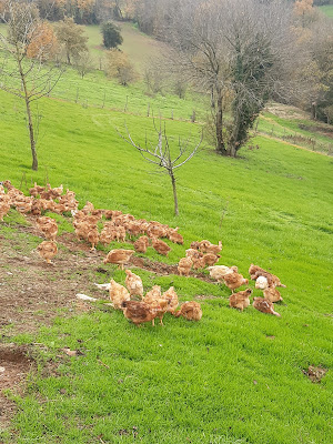 EARL Les Combettes Sablayrolles à Montredon-Labessonnié