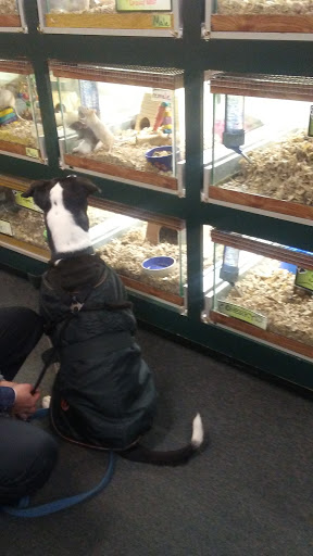 Pet Supply Store «Pet Loft», reviews and photos, 6333 SW Macadam Ave #104, Portland, OR 97239, USA