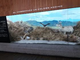 Museo de Ciencias Naturales del Colegio Maldonado.