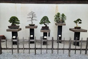 National Bonsai & Penjing Museum image