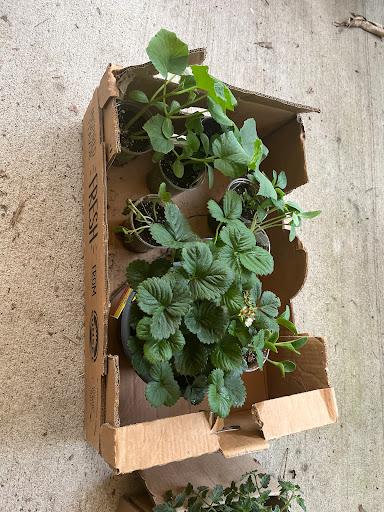 Home Improvement Store «The Home Depot», reviews and photos, 40 Park Pl Dr, Covington, LA 70433, USA