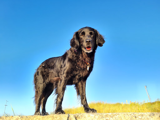 Tierarzt Nidderau, Tierarztpraxis an den Nidderwiesen unter Nidderau, Hessen