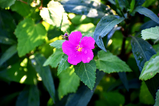 Park «Lake Cliff Park», reviews and photos, 300 E Colorado Blvd, Dallas, TX 75201, USA