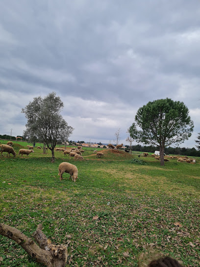 Le Bois des Enfants