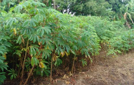 Top 3 cửa hàng bkav Huyện Tân Châu Tây Ninh 2022