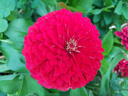 Coffee Shop «RoosRoast Coffee», reviews and photos, 1155 Rosewood St b, Ann Arbor, MI 48104, USA