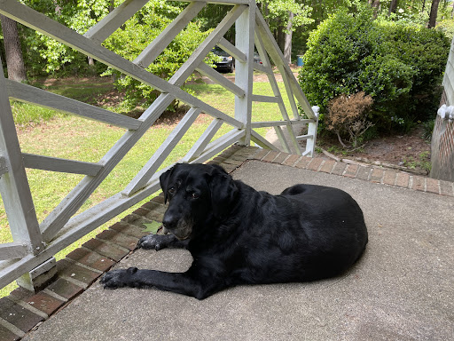 South Main Street Animal Hospital image