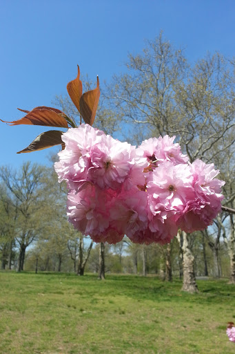 Park «Kissena Park», reviews and photos, 164-15 Booth Memorial Ave, Fresh Meadows, NY 11365, USA