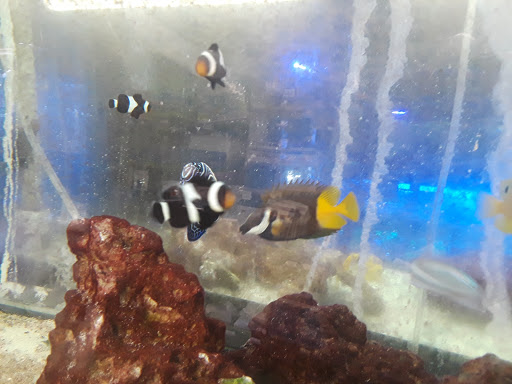 Pet Store «Animal Instincts Aquarium and Pet Center», reviews and photos, 811 Plymouth Ave, Fall River, MA 02721, USA