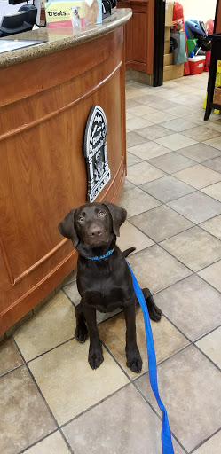 Pet Supply Store «PetSmart», reviews and photos, 1700 Fruitville Pike, Lancaster, PA 17601, USA