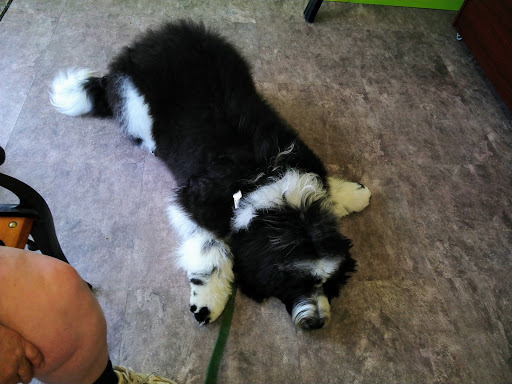 Pet Groomer «Shear Elegance Pet Boutique», reviews and photos, 918 John Marshall Hwy, Front Royal, VA 22630, USA