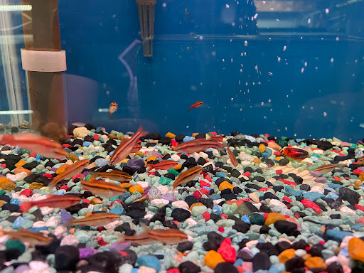 Pet Supply Store «Pet Zone Tropical Fish», reviews and photos, 4266 University Ave, San Diego, CA 92105, USA