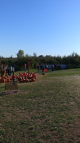 Fall Harvest Orchard by null