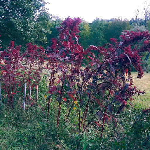 Historical Landmark «Locust Grove», reviews and photos, 561 Blankenbaker Ln, Louisville, KY 40207, USA