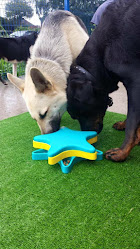 Pooches Play House Doggy Day Care Centre & Grooming salon