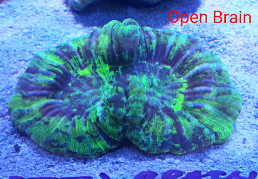 Aquarium Shop «Apex Aquarium», reviews and photos, 11111 N Central Expy, Dallas, TX 75243, USA