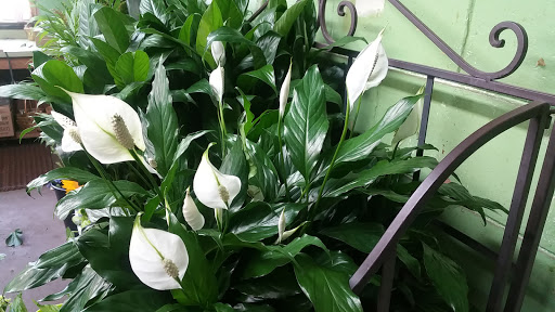 Florist «Post Road English Garden», reviews and photos, 1105 N Post Rd, Indianapolis, IN 46219, USA